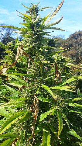 MMJRecs - medical marijuana in California