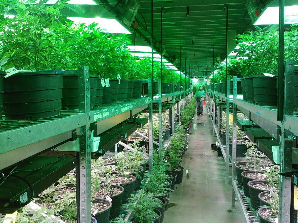 MMJ - medical marijuana plants