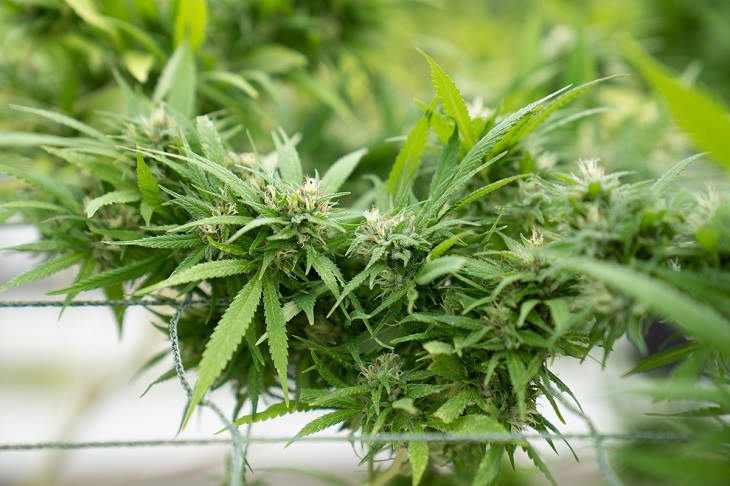 medical cannabis plant