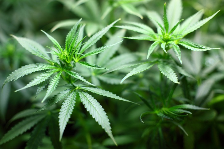 medical marijuana plant seedling