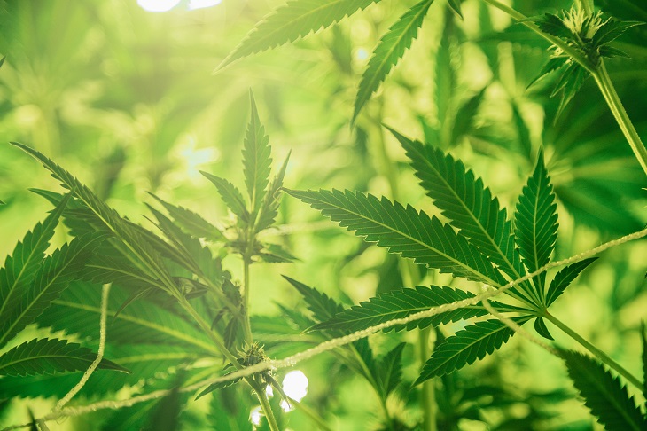 medical marijuana plants outdoors
