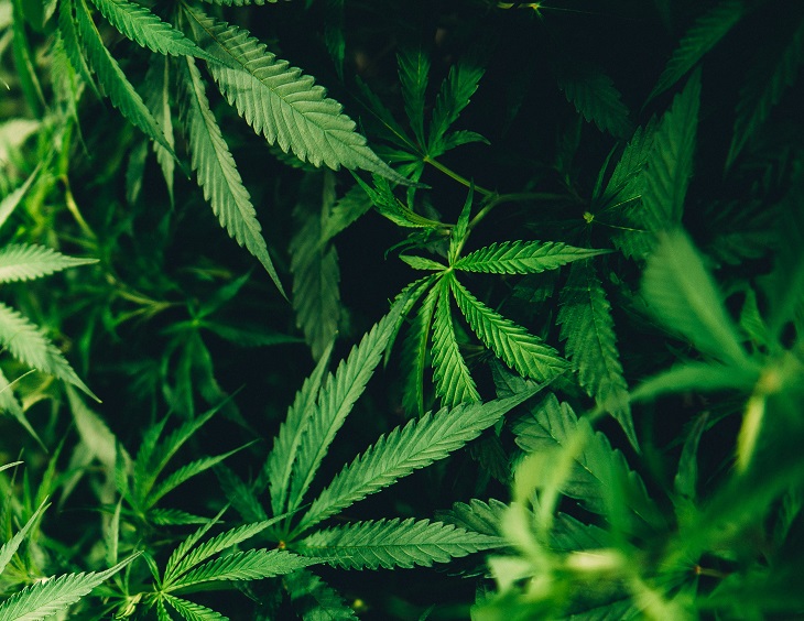 medical marijuana plants