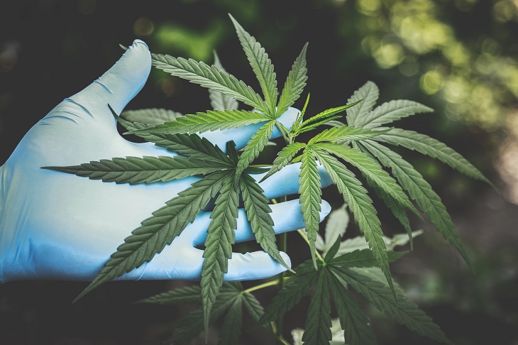 person growing medical marijuana plant