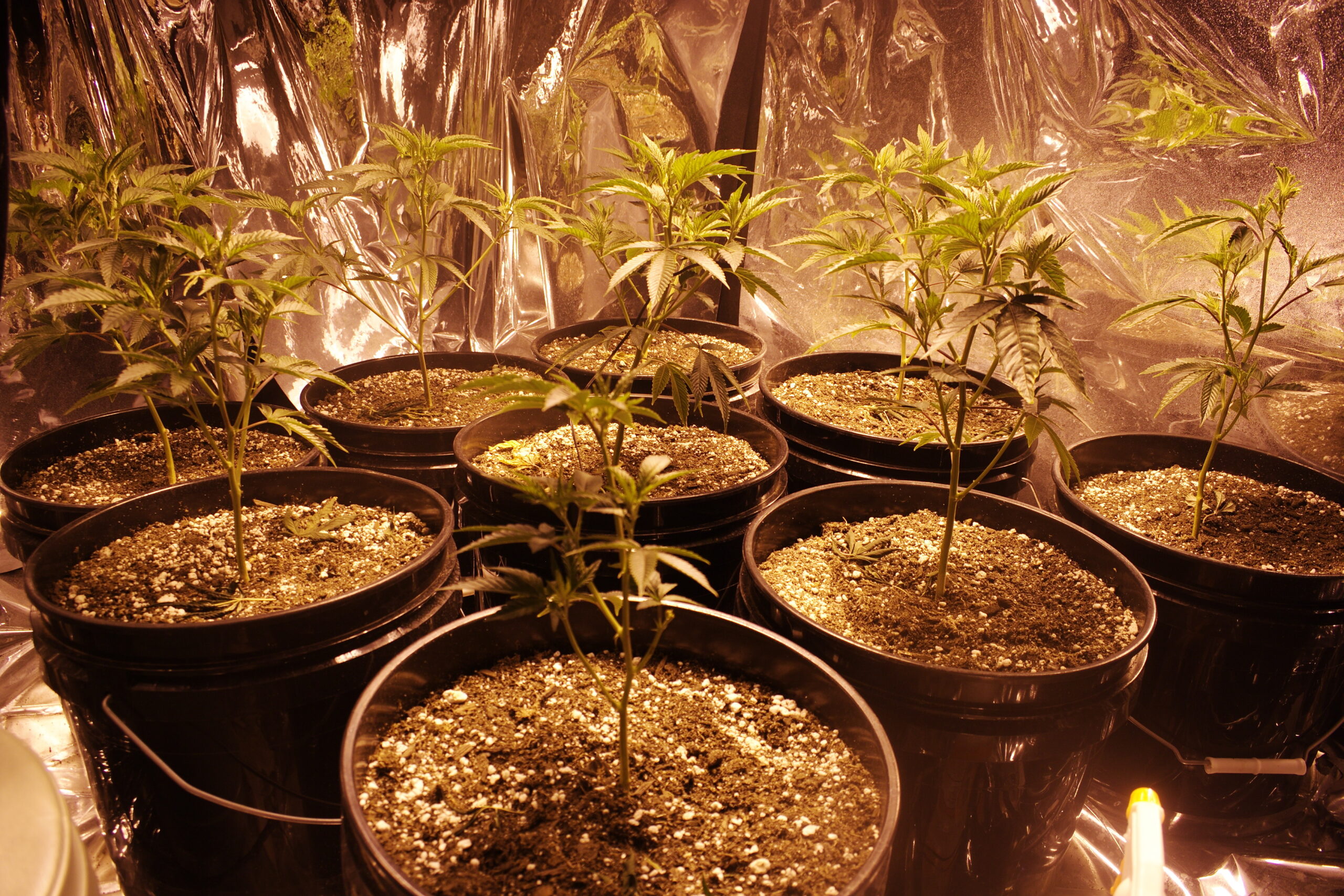 Medical Cannabis in California plant