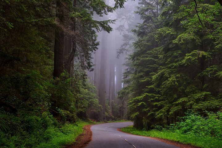 MMJRecs - redwood-national-park