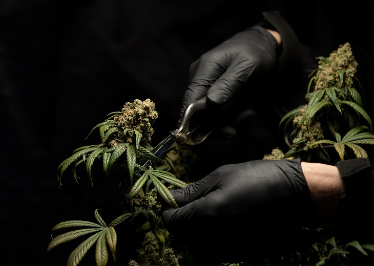 person harvesting medical marijuana