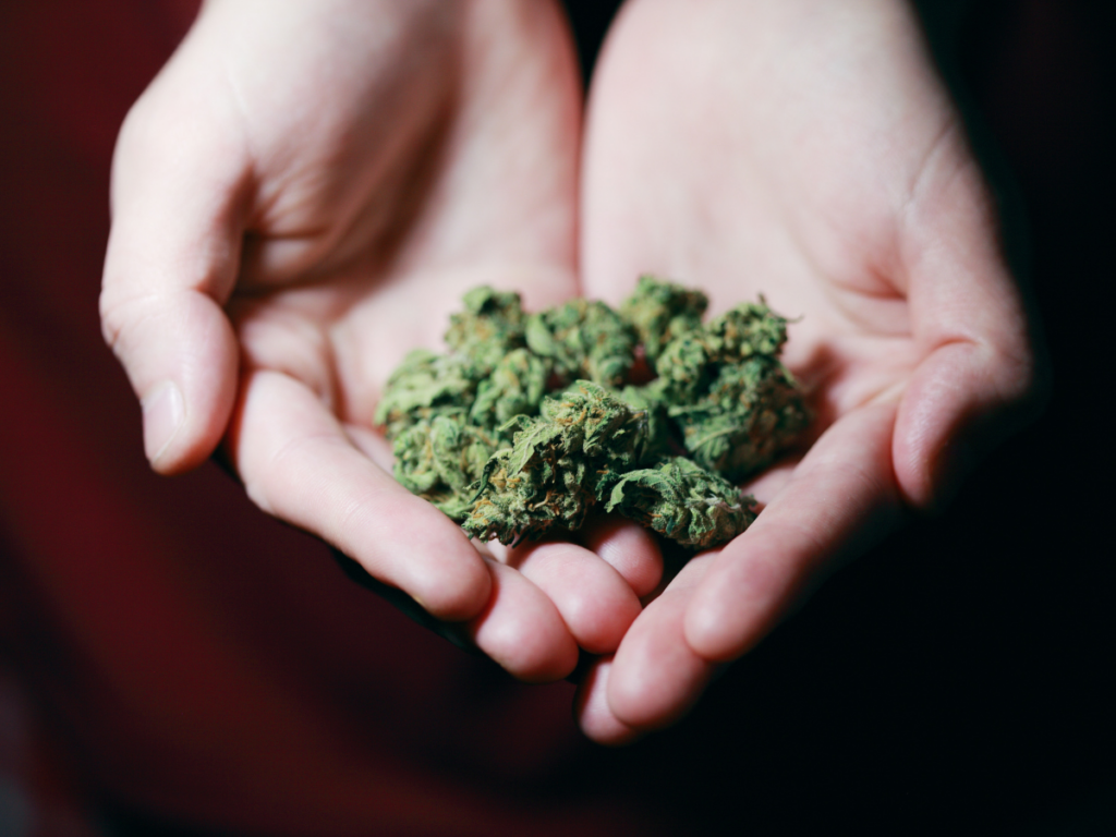 Comparing CBD and THC in marijuana
