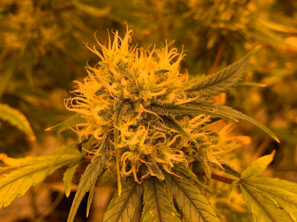 THC effects in medical marijuana