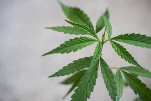 Benefits of Hybrid Cannabis Strains